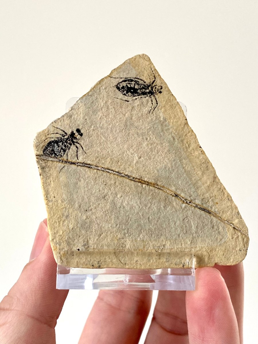 Fossilized Dragonfly Larvae insect (Libellula Doris) - FossilsAndMore