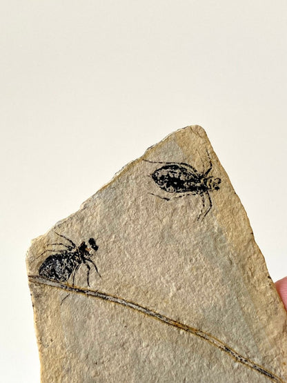 Fossilized Dragonfly Larvae insect (Libellula Doris) - FossilsAndMore