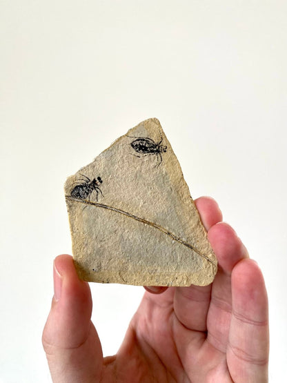 Fossilized Dragonfly Larvae insect (Libellula Doris) - FossilsAndMore