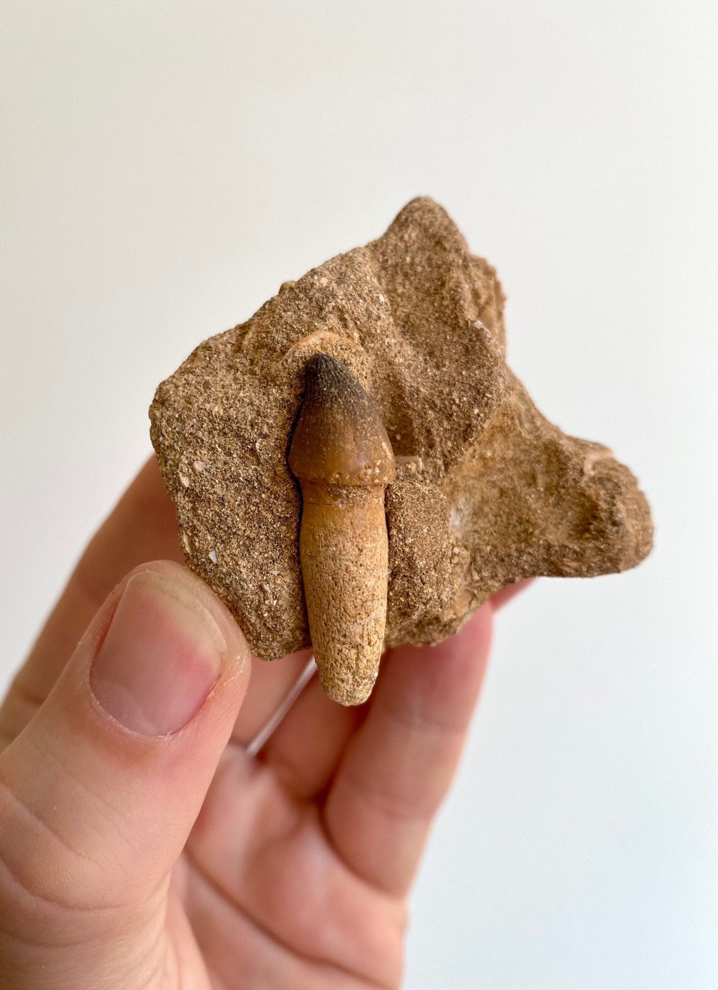 Globidens fossil tooth in Matrix - FossilsAndMore