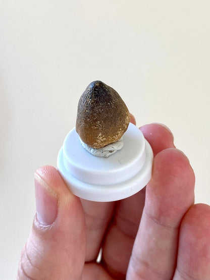 Globidens (mosasaur) fossil tooth in small acrylic bell jar - FossilsAndMore