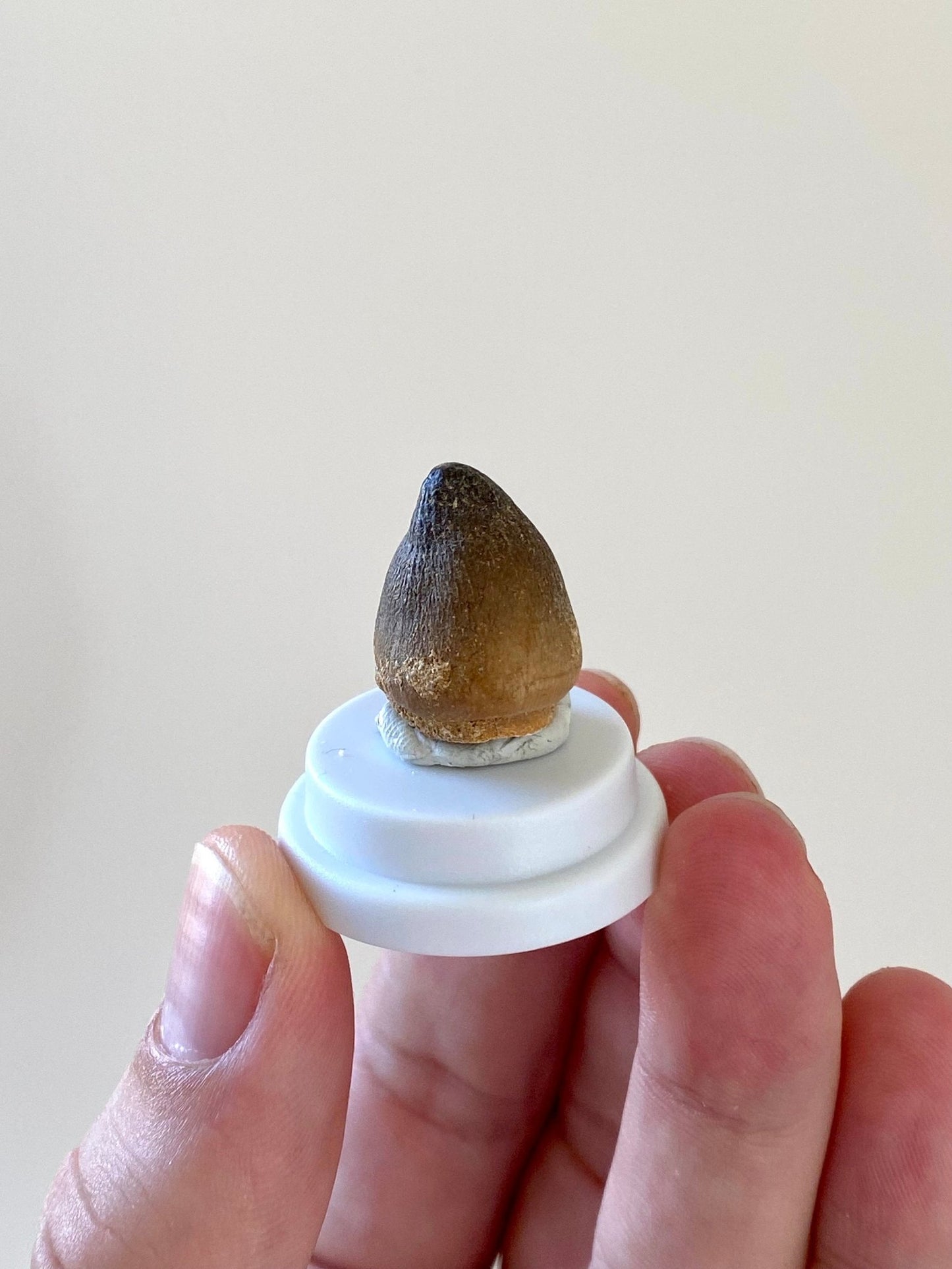 Globidens (mosasaur) fossil tooth in small acrylic bell jar - FossilsAndMore