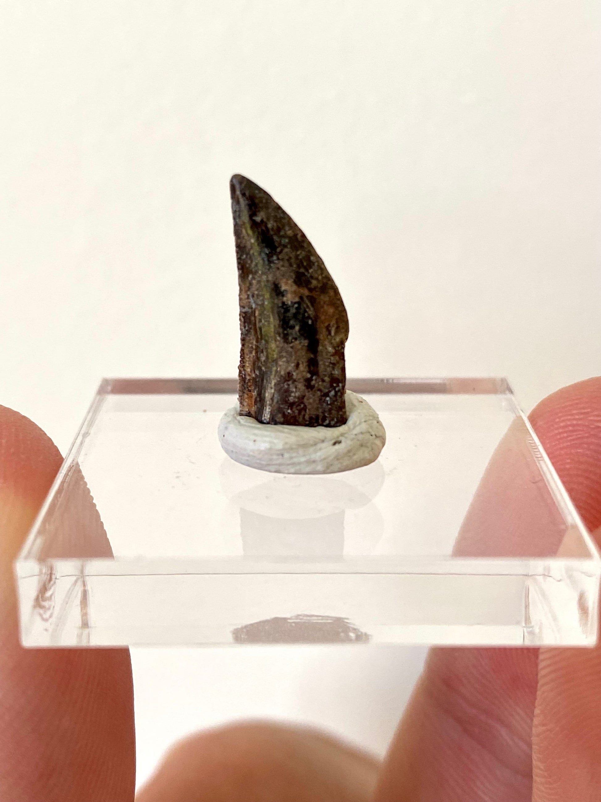 Fossil Abelisaurus tooth, "raptor like" dino species - FossilsAndMore