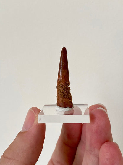 Large pterosaur fossil tooth (Siroccopteryx) - FossilsAndMore