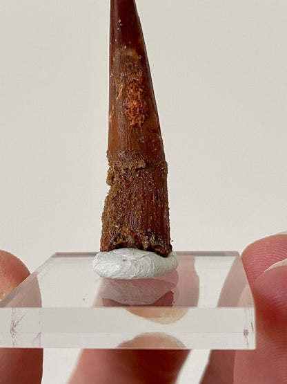 Large pterosaur fossil tooth (Siroccopteryx) - FossilsAndMore