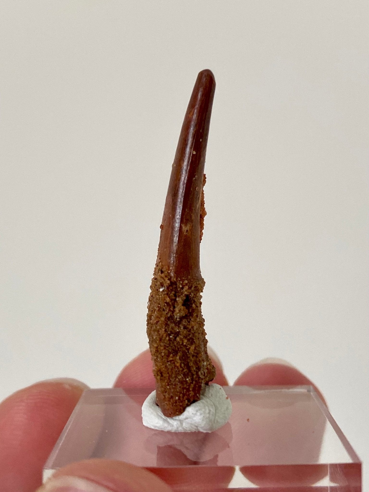 Large pterosaur fossil tooth (Siroccopteryx) - FossilsAndMore