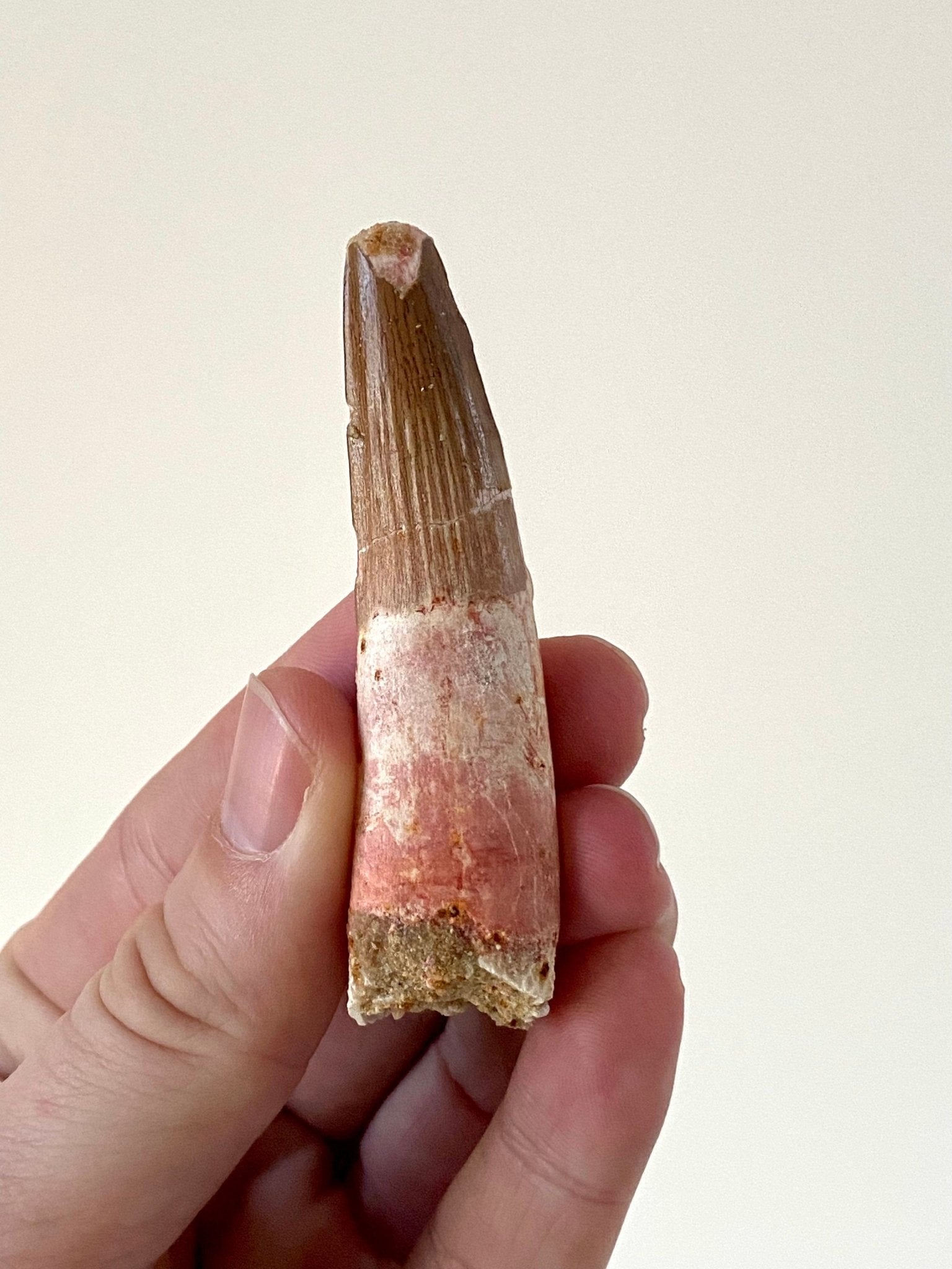 Large Spinosaurus fossil tooth, (7.7cm) - FossilsAndMore