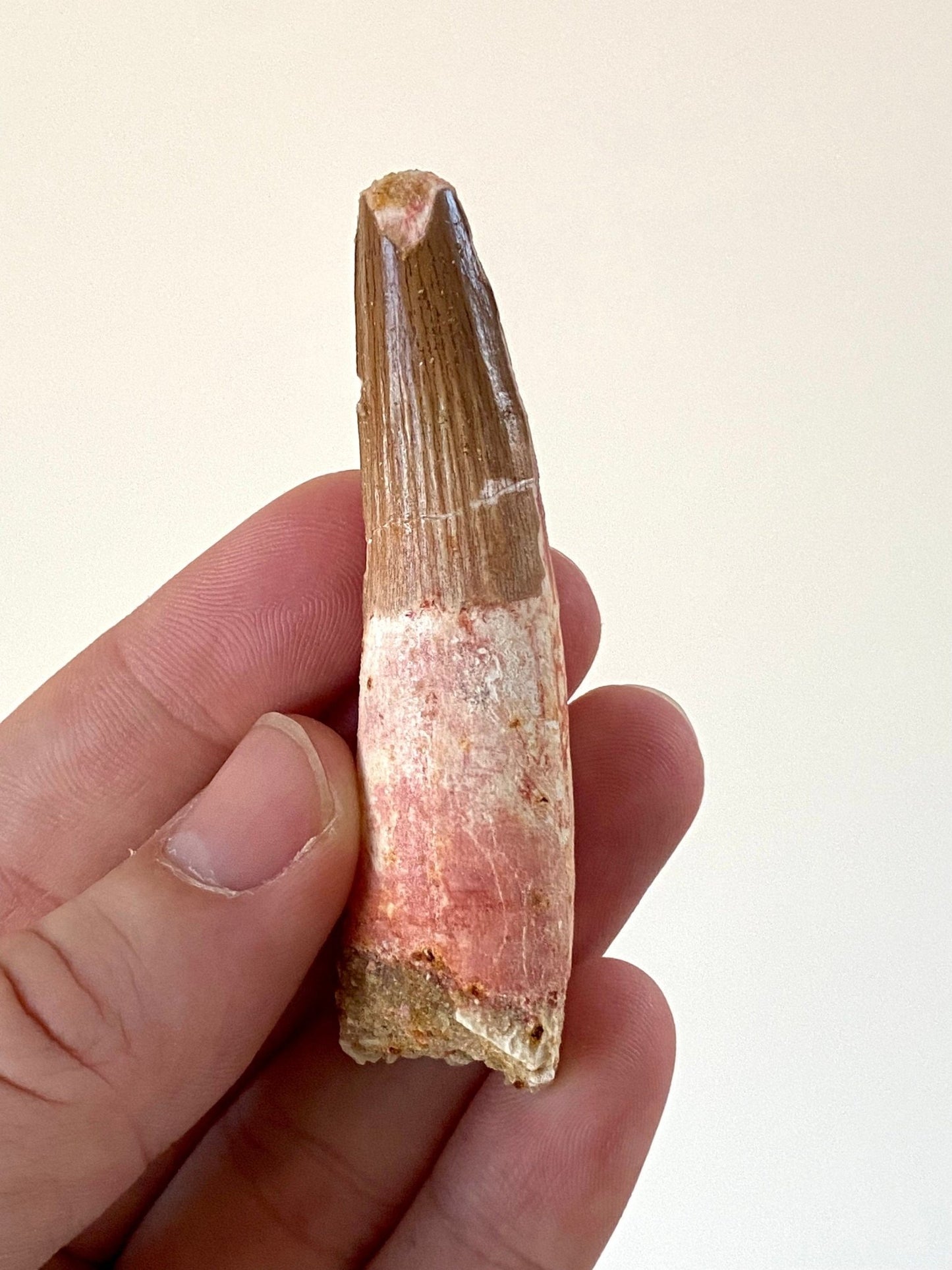 Large Spinosaurus fossil tooth, (7.7cm) - FossilsAndMore