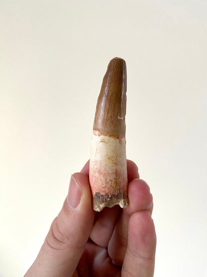 Large Spinosaurus fossil tooth, (7.7cm) - FossilsAndMore