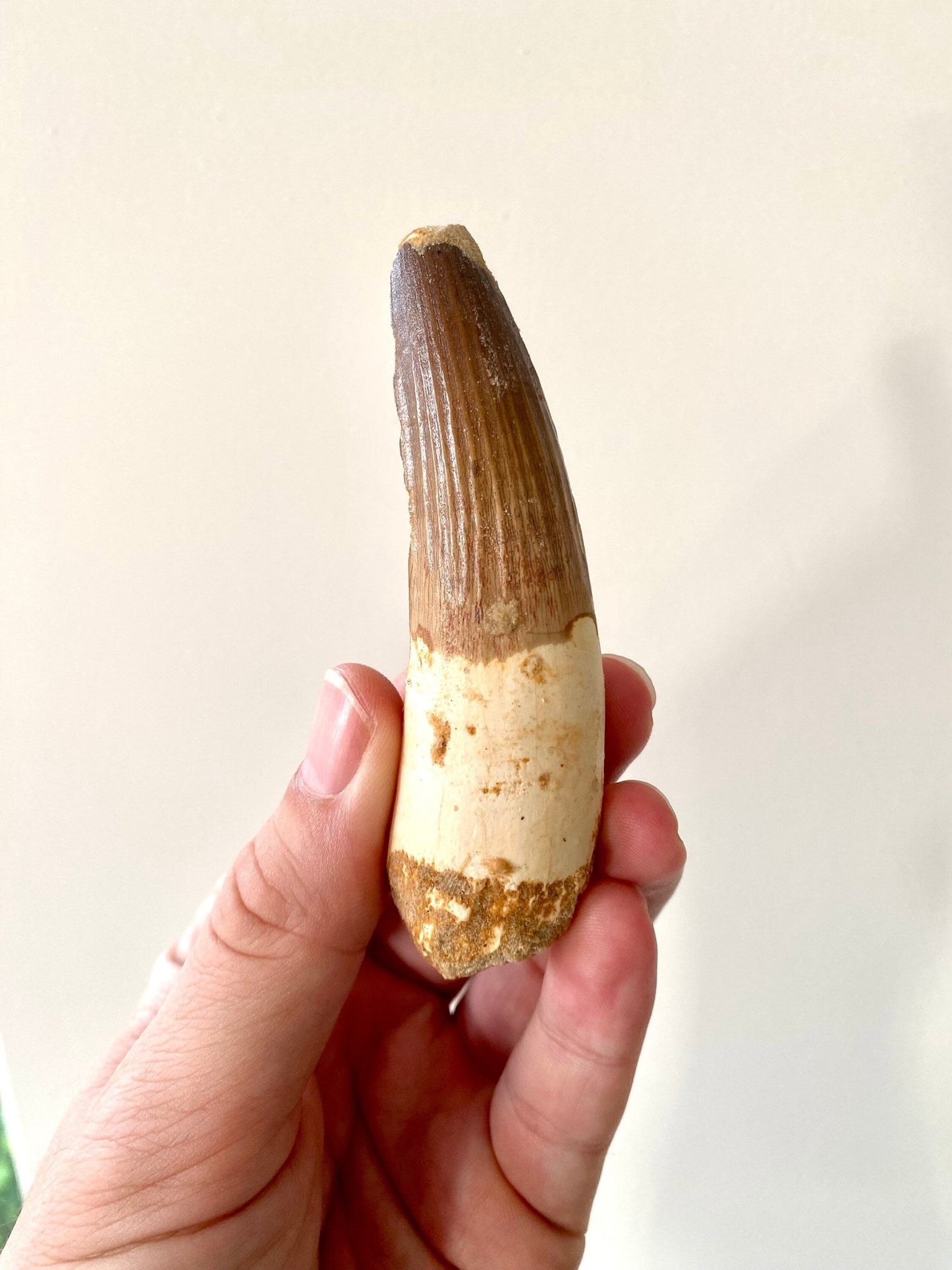 Large Spinosaurus fossil tooth, (9.5cm) - FossilsAndMore