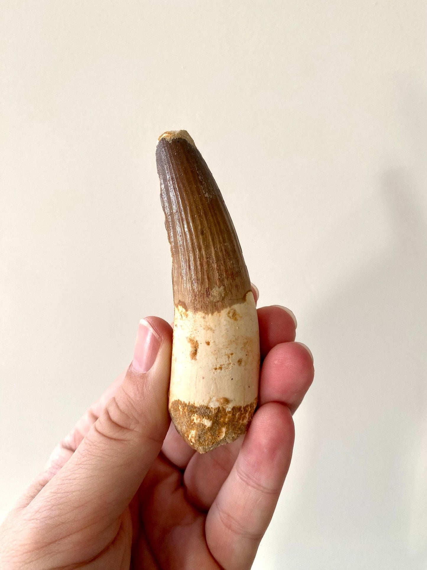 Large Spinosaurus fossil tooth, (9.5cm) - FossilsAndMore