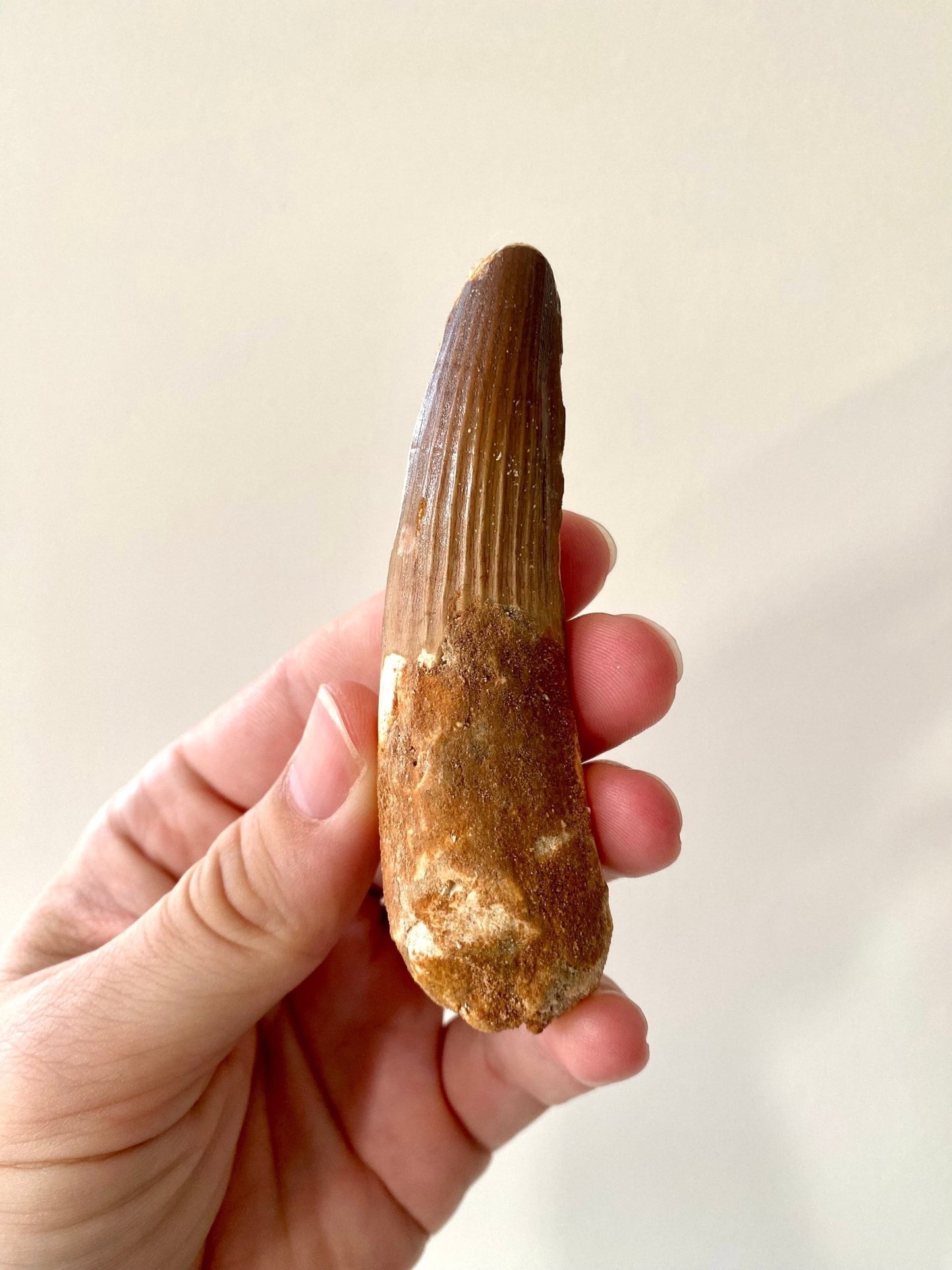 Large Spinosaurus fossil tooth, (9.5cm) - FossilsAndMore