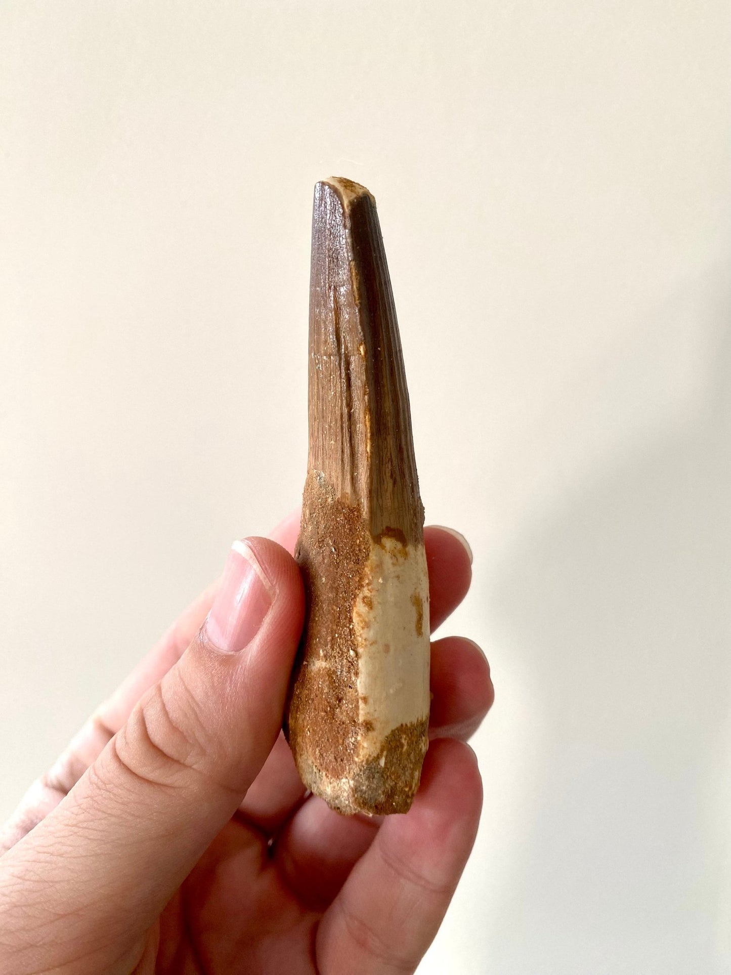 Large Spinosaurus fossil tooth, (9.5cm) - FossilsAndMore