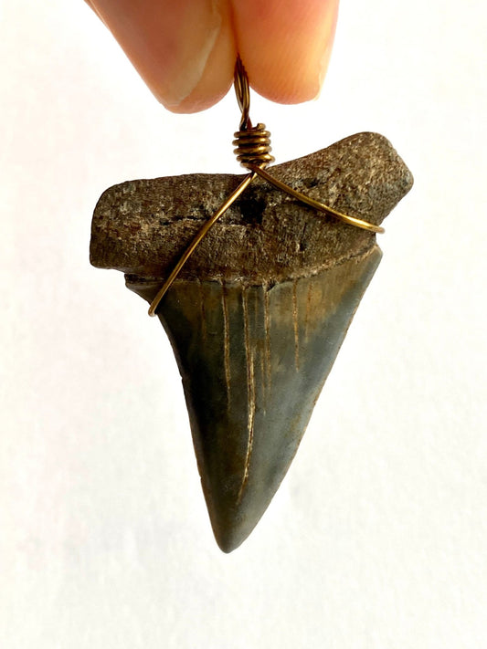 Mako shark fossil tooth pendant - FossilsAndMore