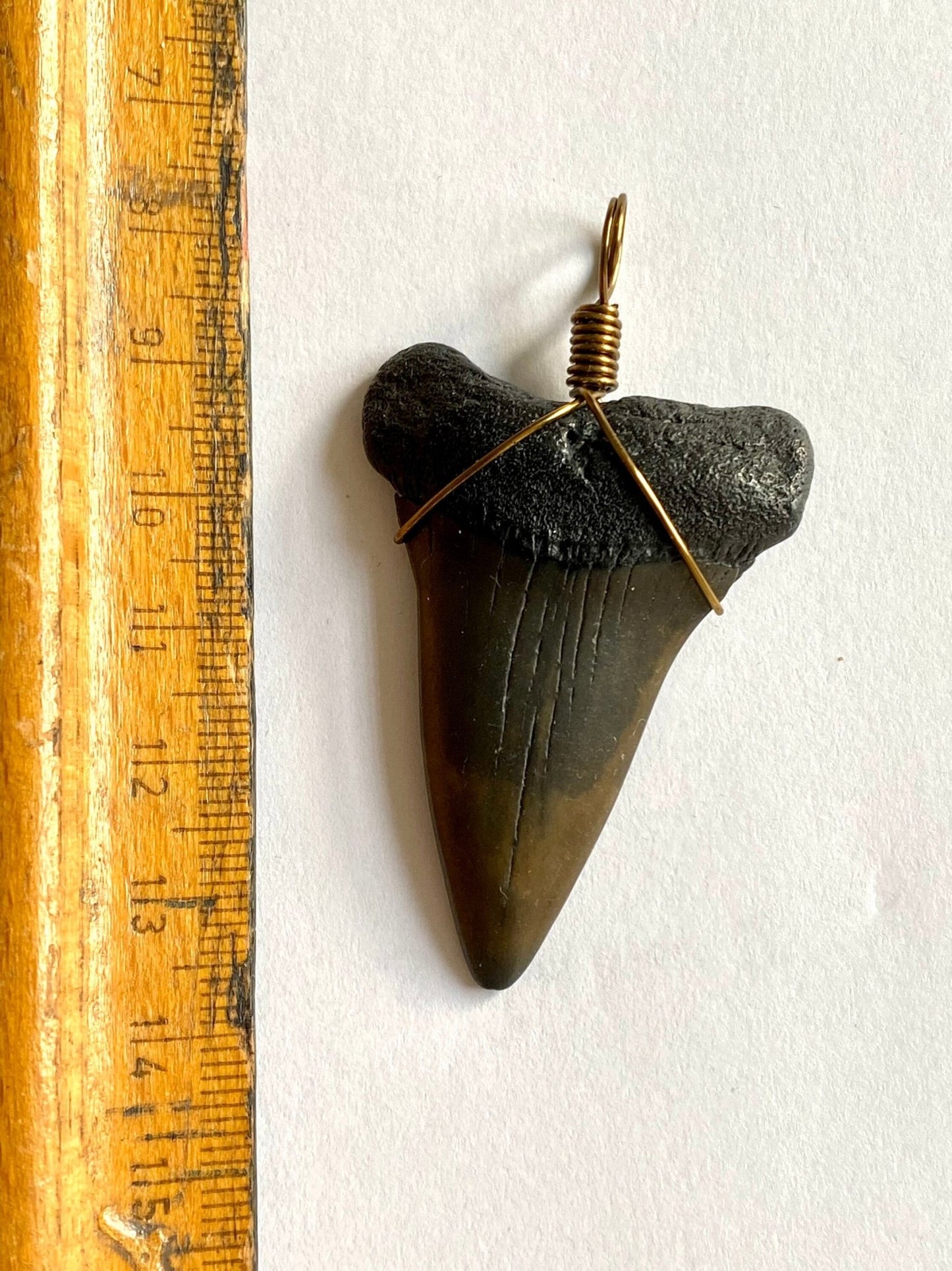 Mako shark fossil tooth pendant - FossilsAndMore