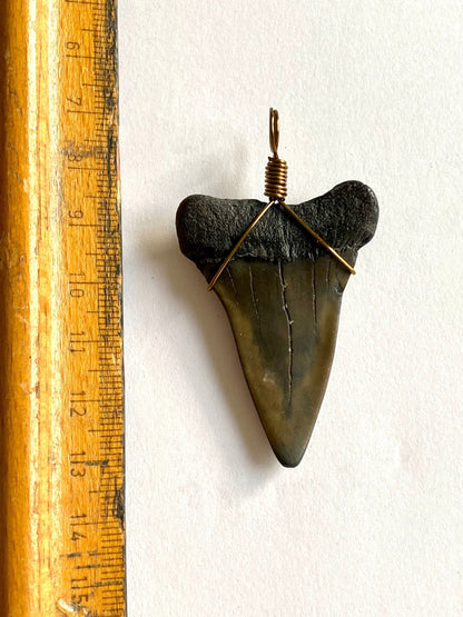 Mako shark fossil tooth pendant - FossilsAndMore