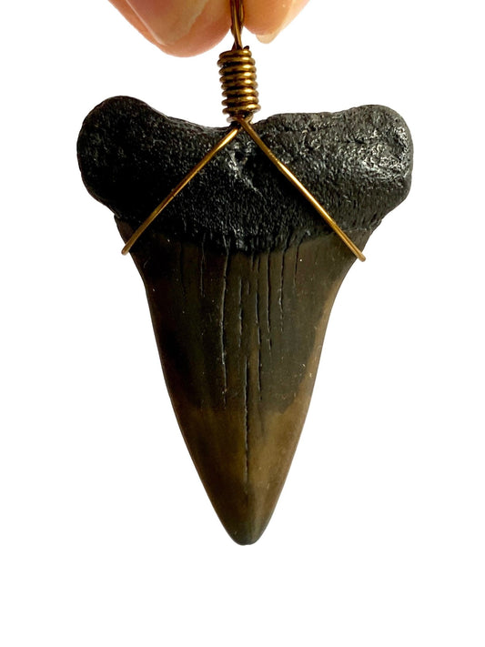 Mako shark fossil tooth pendant - FossilsAndMore