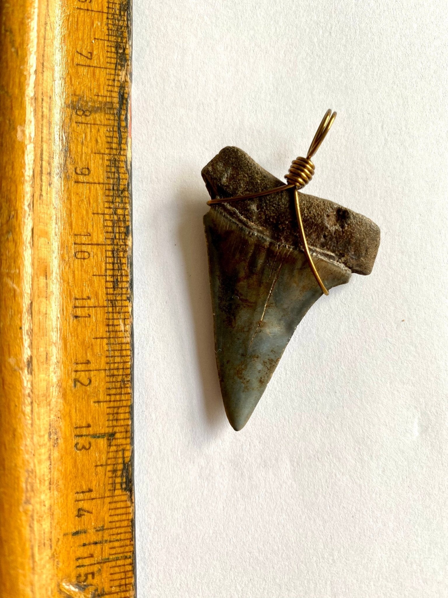 Mako shark fossil tooth pendant - FossilsAndMore