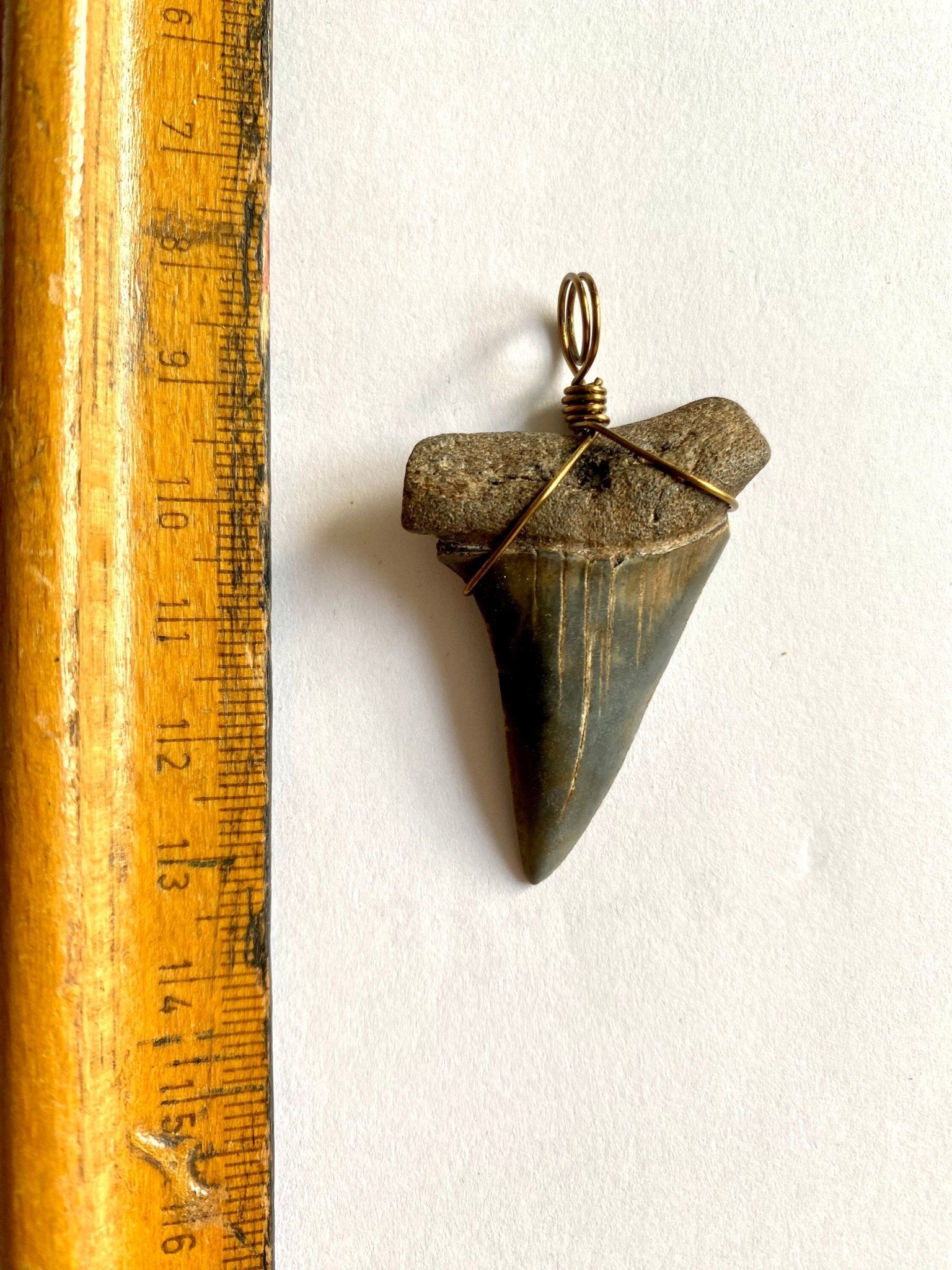 Mako shark fossil tooth pendant - FossilsAndMore