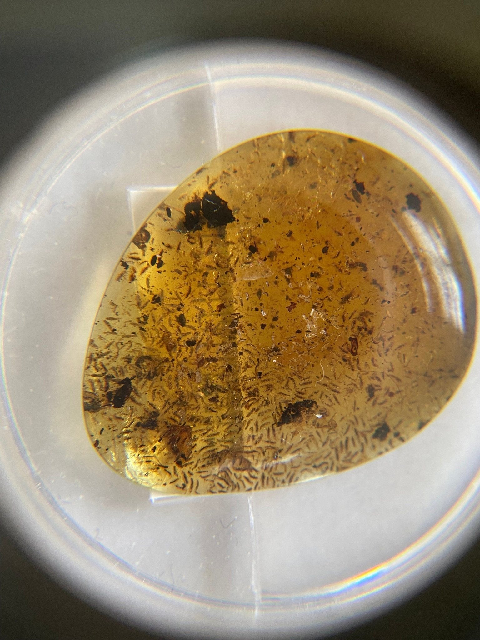 Many small flies in Burmese Amber, fossil tree resin - FossilsAndMore