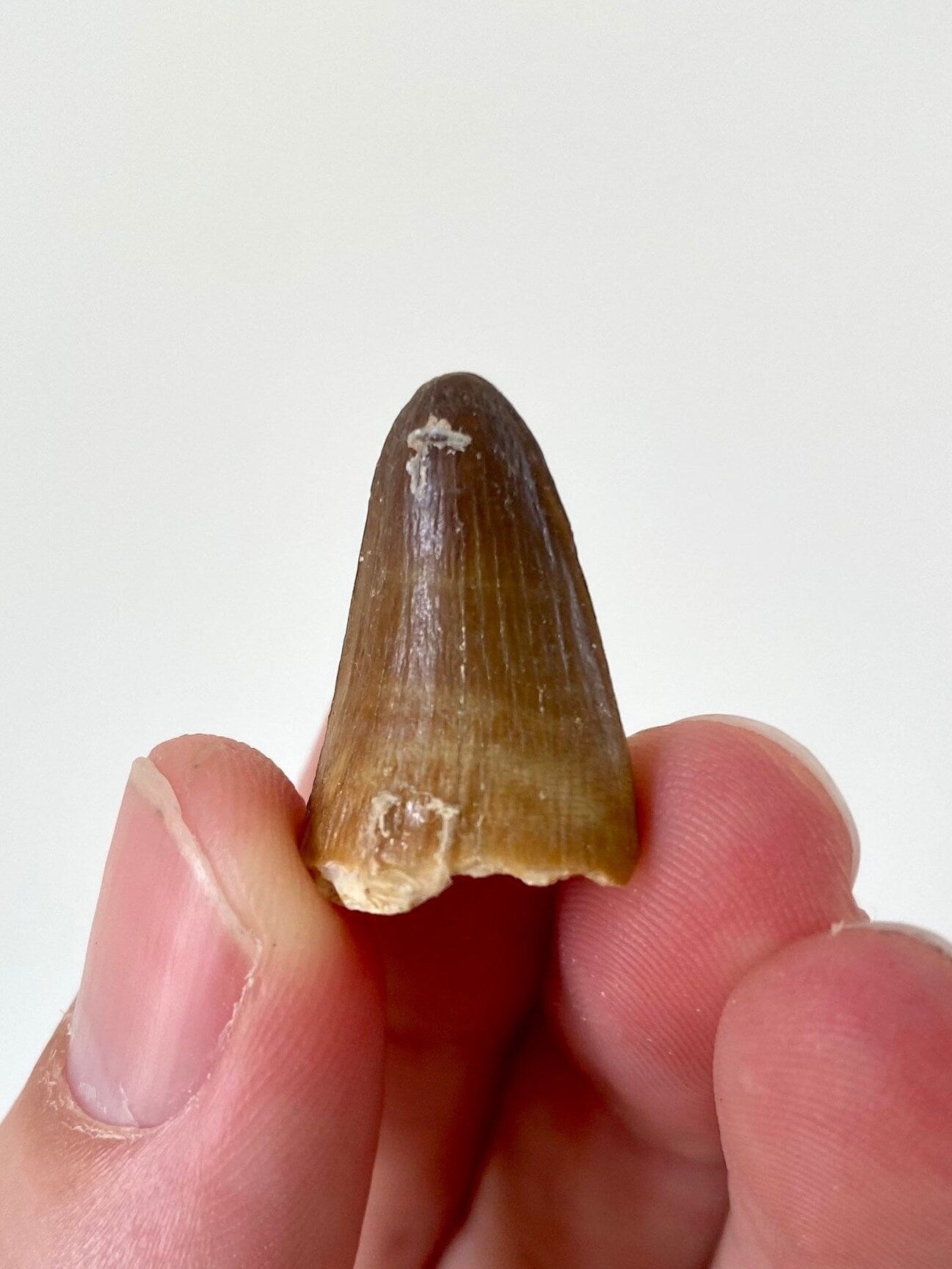 Moroccosuchus zennaroi Fossil tooth (2.3cm) - FossilsAndMore