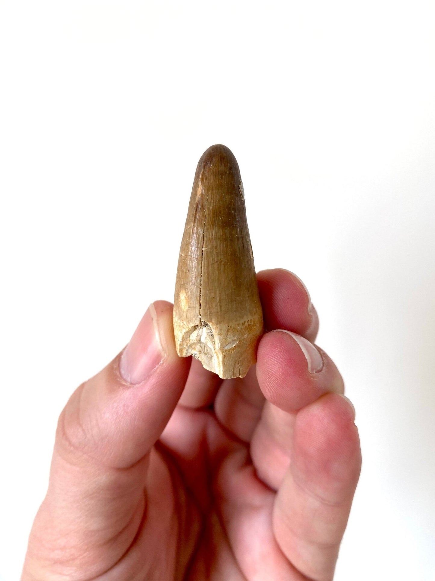 Moroccosuchus zennaroi fossil tooth (4.2cm) - FossilsAndMore