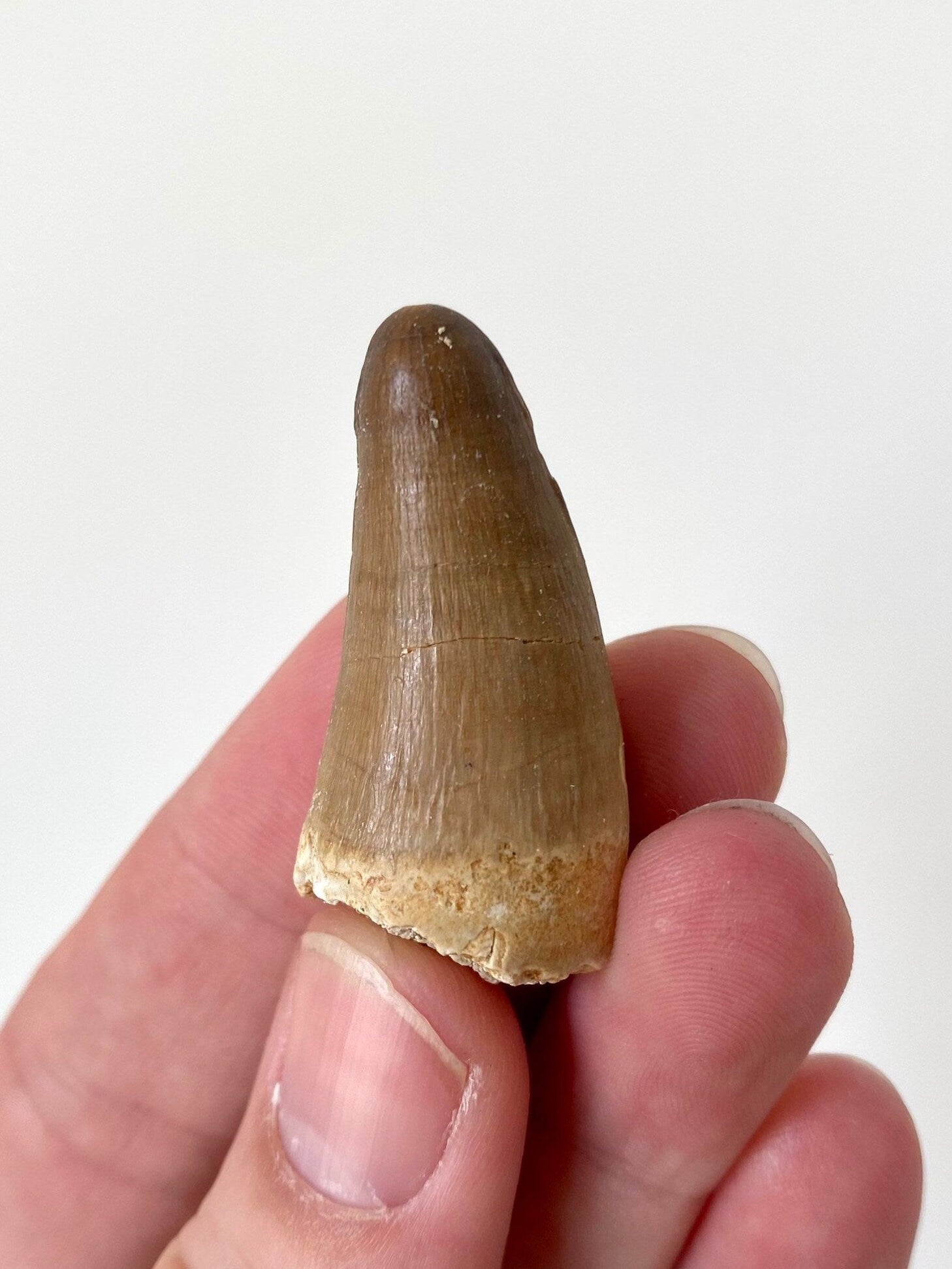 Moroccosuchus zennaroi fossil tooth (4.2cm) - FossilsAndMore