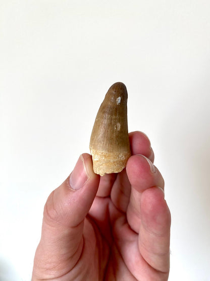 Moroccosuchus zennaroi fossil tooth (4.2cm) - FossilsAndMore