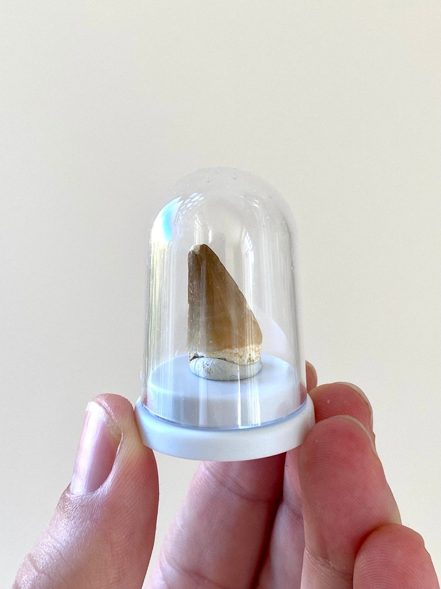 Mosasaur tooth fossil in small acrylic bell jar - FossilsAndMore