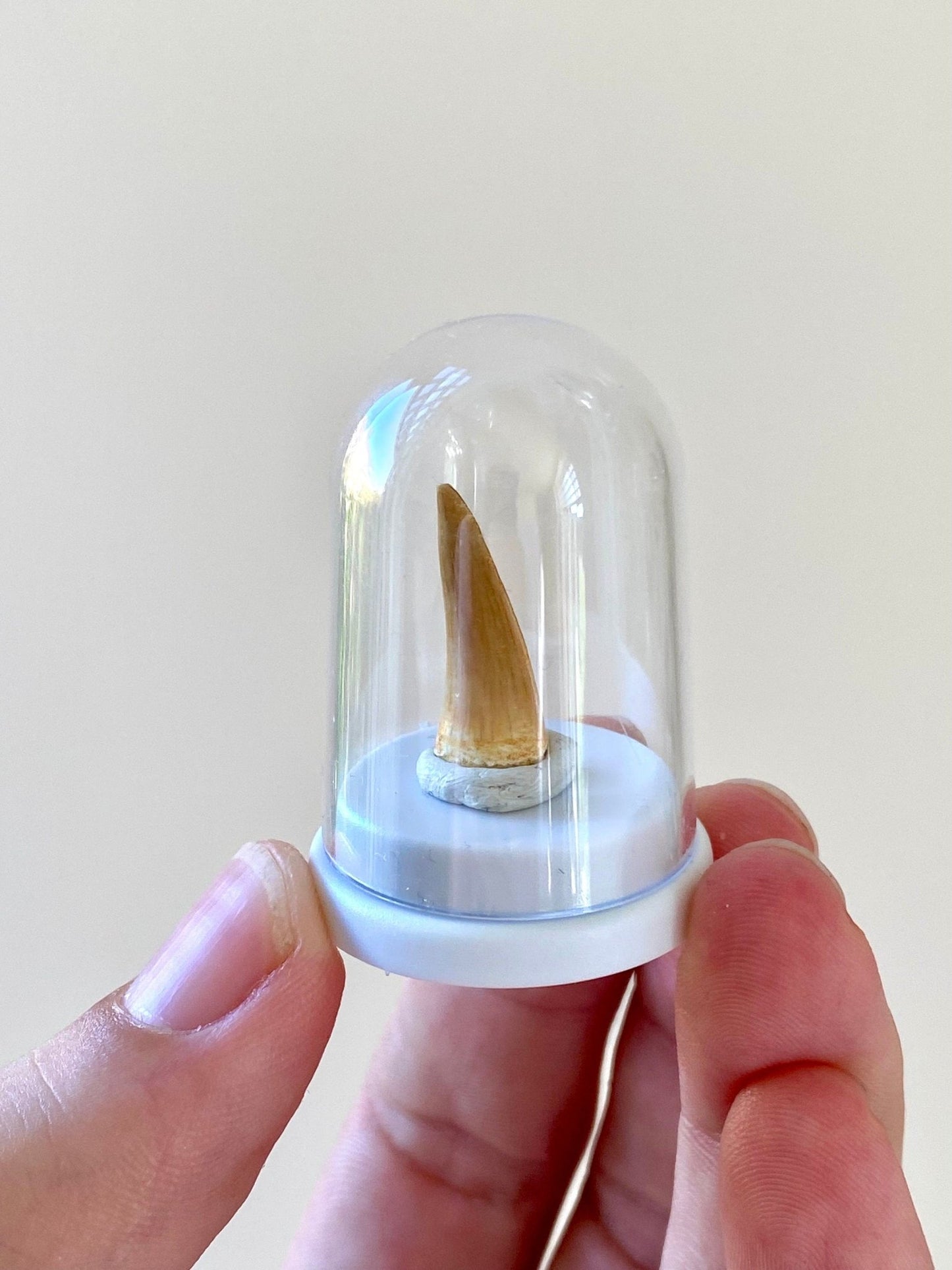 Mosasaur tooth fossil in small acrylic bell jar - FossilsAndMore