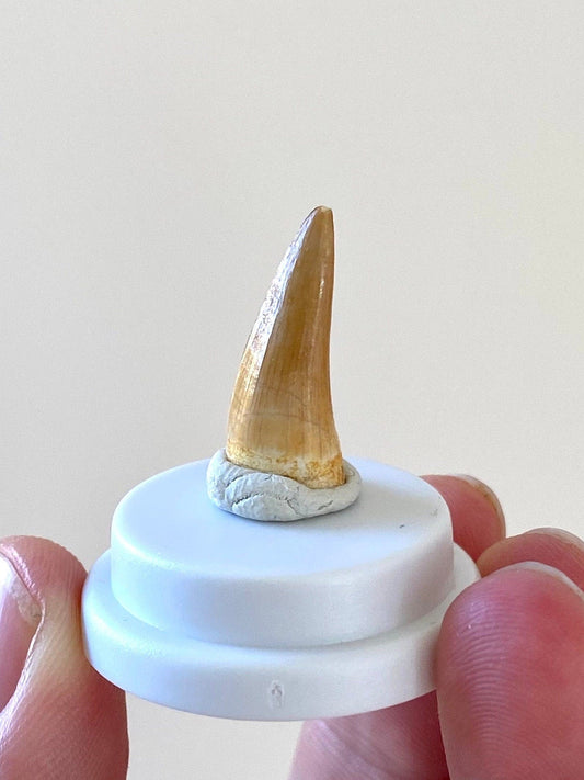 Mosasaur tooth fossil in small acrylic bell jar - FossilsAndMore