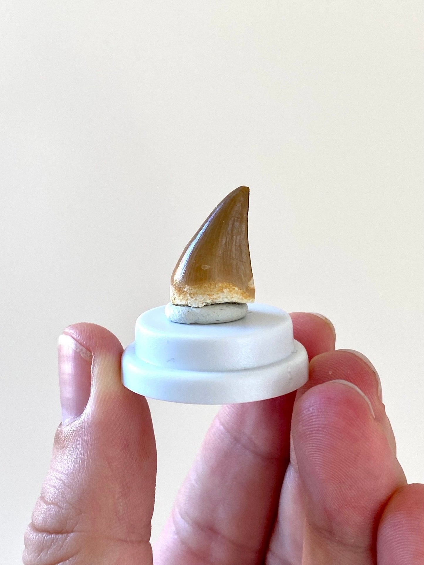 Mosasaur tooth fossil in small acrylic bell jar - FossilsAndMore