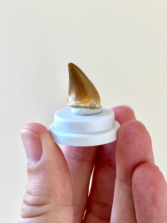 Mosasaur tooth fossil in small acrylic bell jar - FossilsAndMore