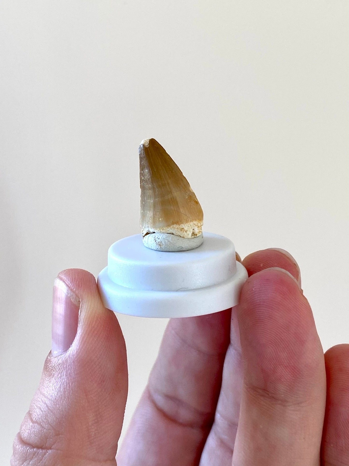 Mosasaur tooth fossil in small acrylic bell jar - FossilsAndMore