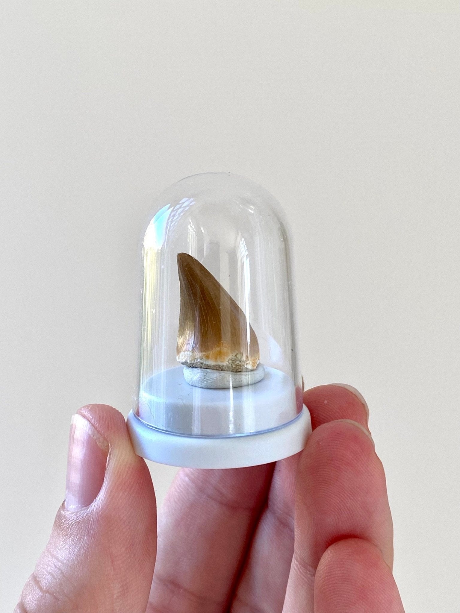 Mosasaur tooth fossil in small acrylic bell jar - FossilsAndMore