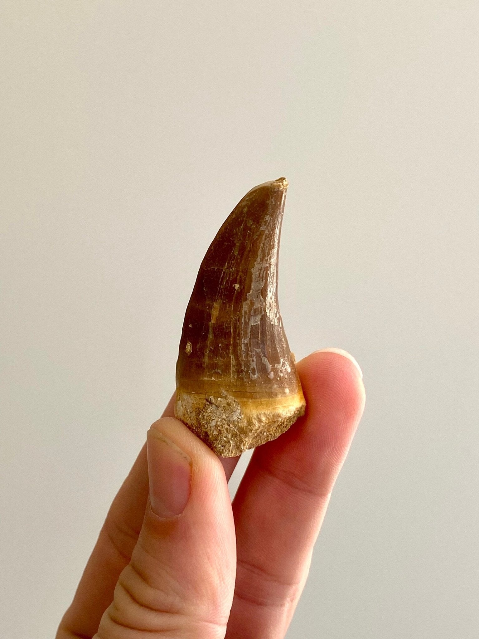 Mosasaurus fossil tooth - FossilsAndMore