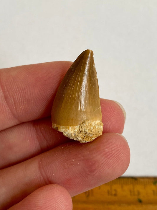 Mosasaurus fossil tooth (2.75cm) - FossilsAndMore
