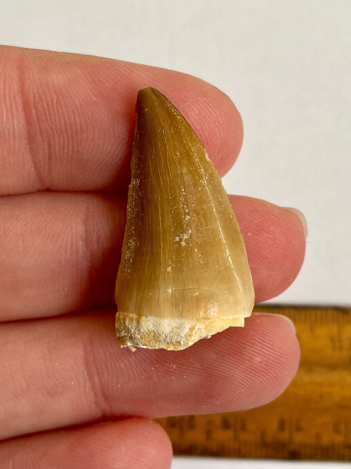 Mosasaurus fossil tooth (3.2cm) - FossilsAndMore