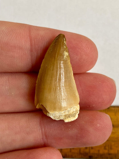 Mosasaurus fossil tooth (3.2cm) - FossilsAndMore