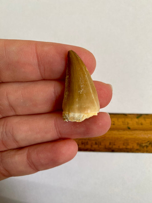 Mosasaurus fossil tooth (3.2cm) - FossilsAndMore