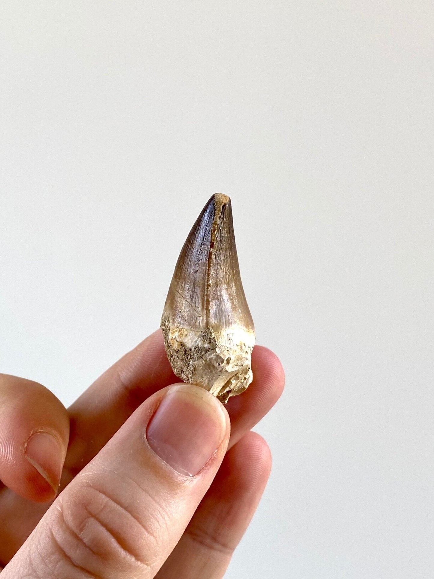 Mosasaurus fossil tooth (3.2cm) - FossilsAndMore