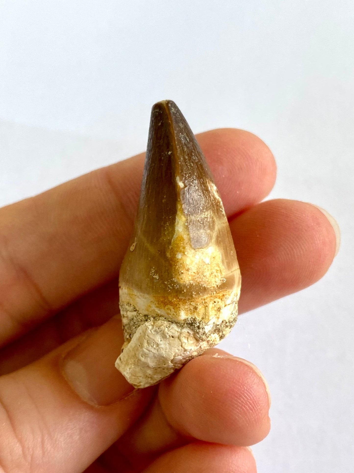 Mosasaurus fossil tooth (3.2cm) - FossilsAndMore