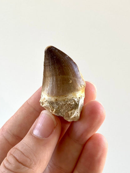 Mosasaurus fossil tooth (3.2cm) - FossilsAndMore