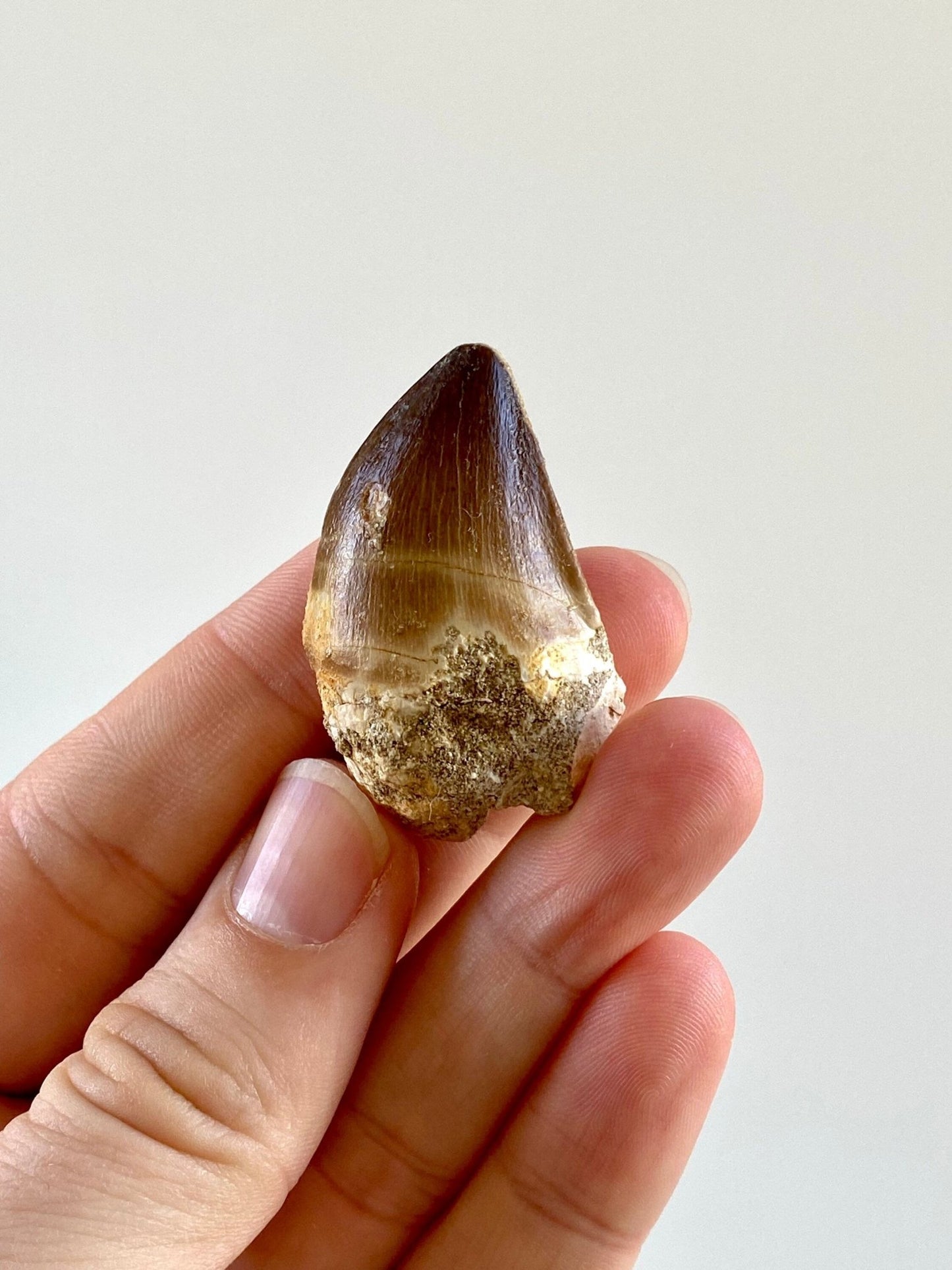 Mosasaurus fossil tooth (3.2cm) - FossilsAndMore