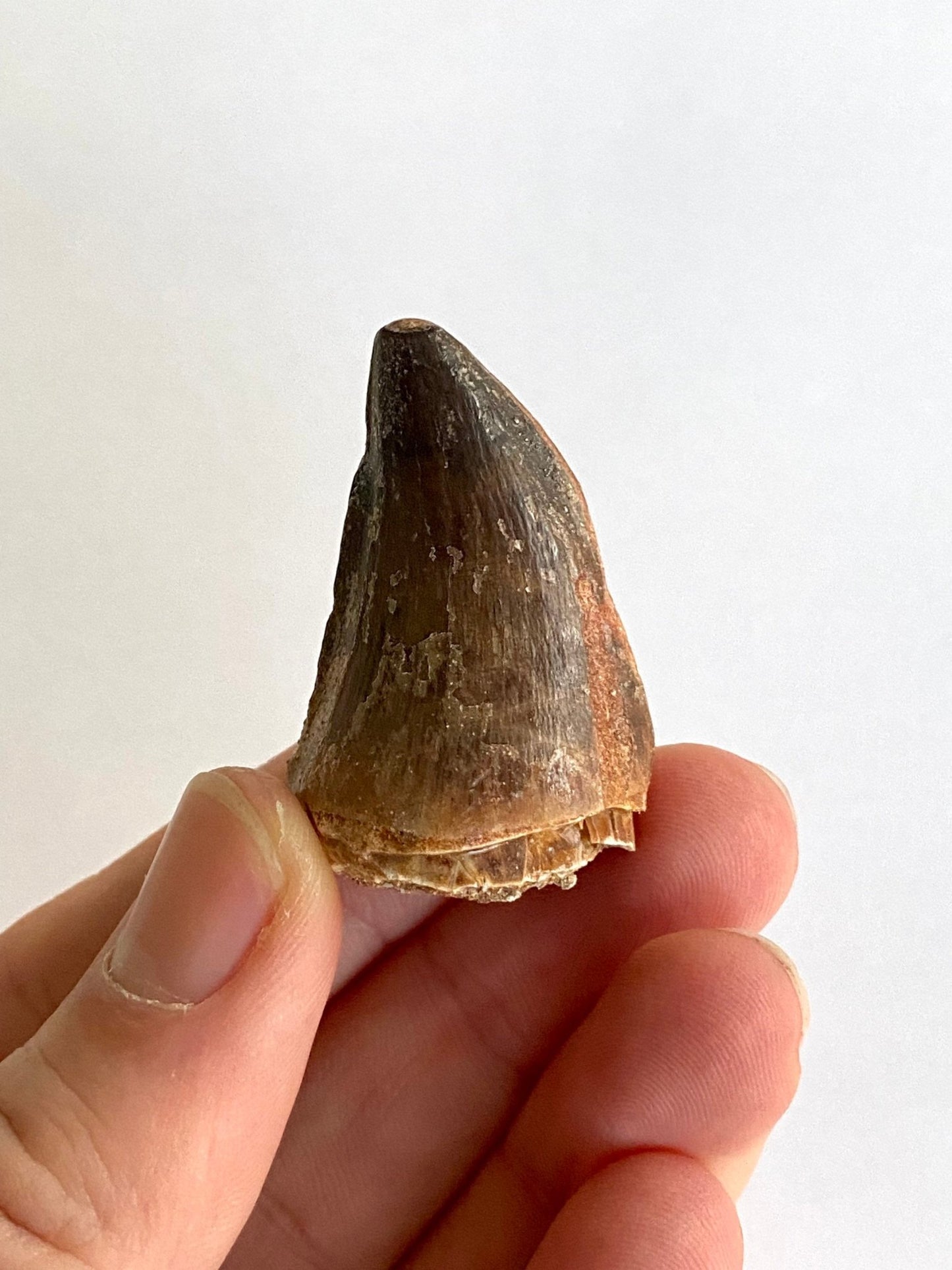 Mosasaurus fossil tooth (4.1cm) - FossilsAndMore