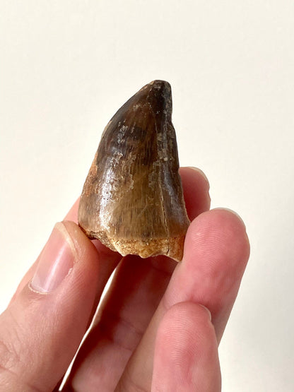 Mosasaurus fossil tooth (4.1cm) - FossilsAndMore