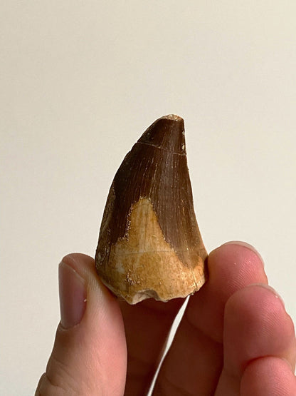 Mosasaurus fossil tooth (4.2cm) - FossilsAndMore