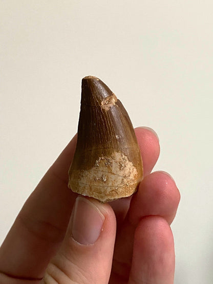 Mosasaurus fossil tooth (4.2cm) - FossilsAndMore