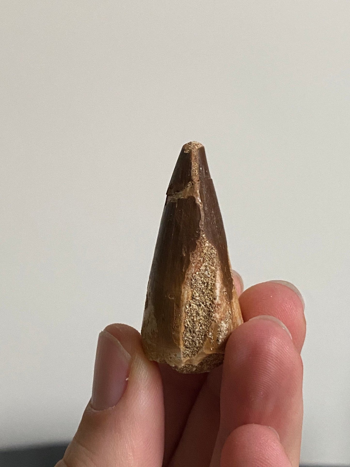 Mosasaurus fossil tooth (4.2cm) - FossilsAndMore