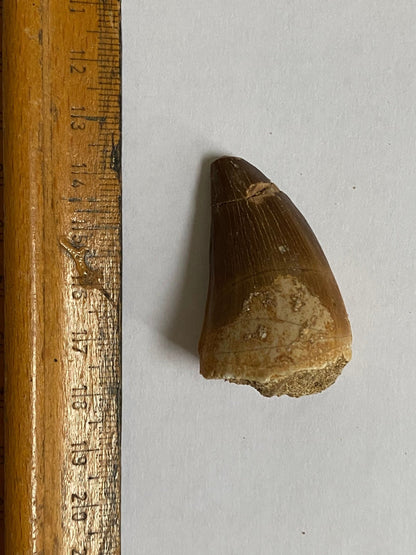 Mosasaurus fossil tooth (4.2cm) - FossilsAndMore